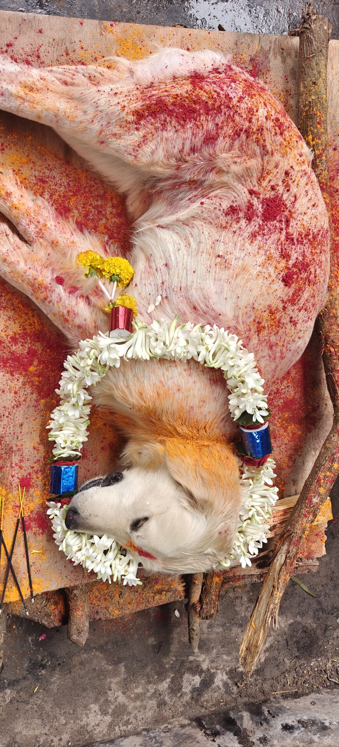 sadguru dog & cat funeral services