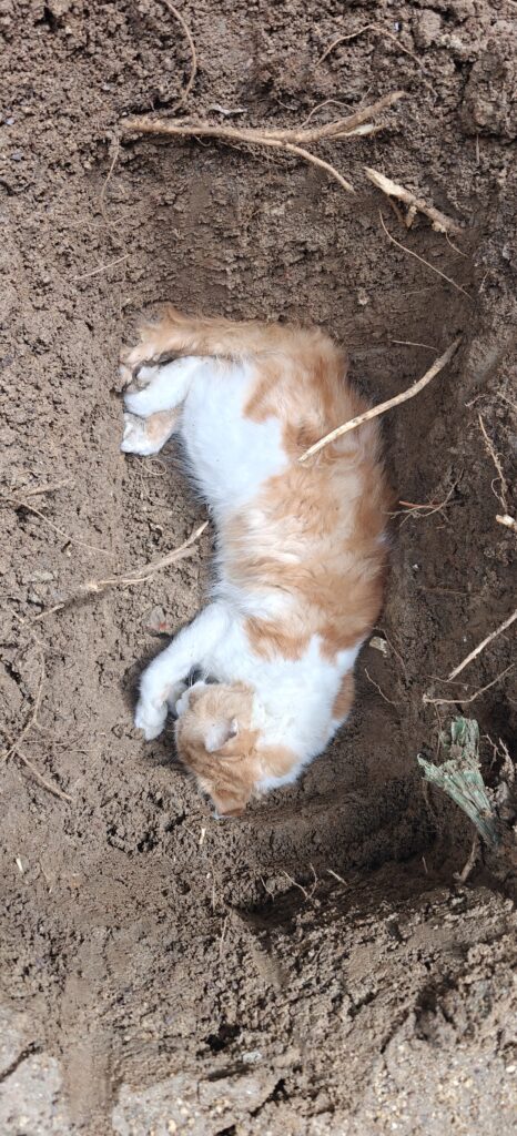 pet funeral services in bengaluru