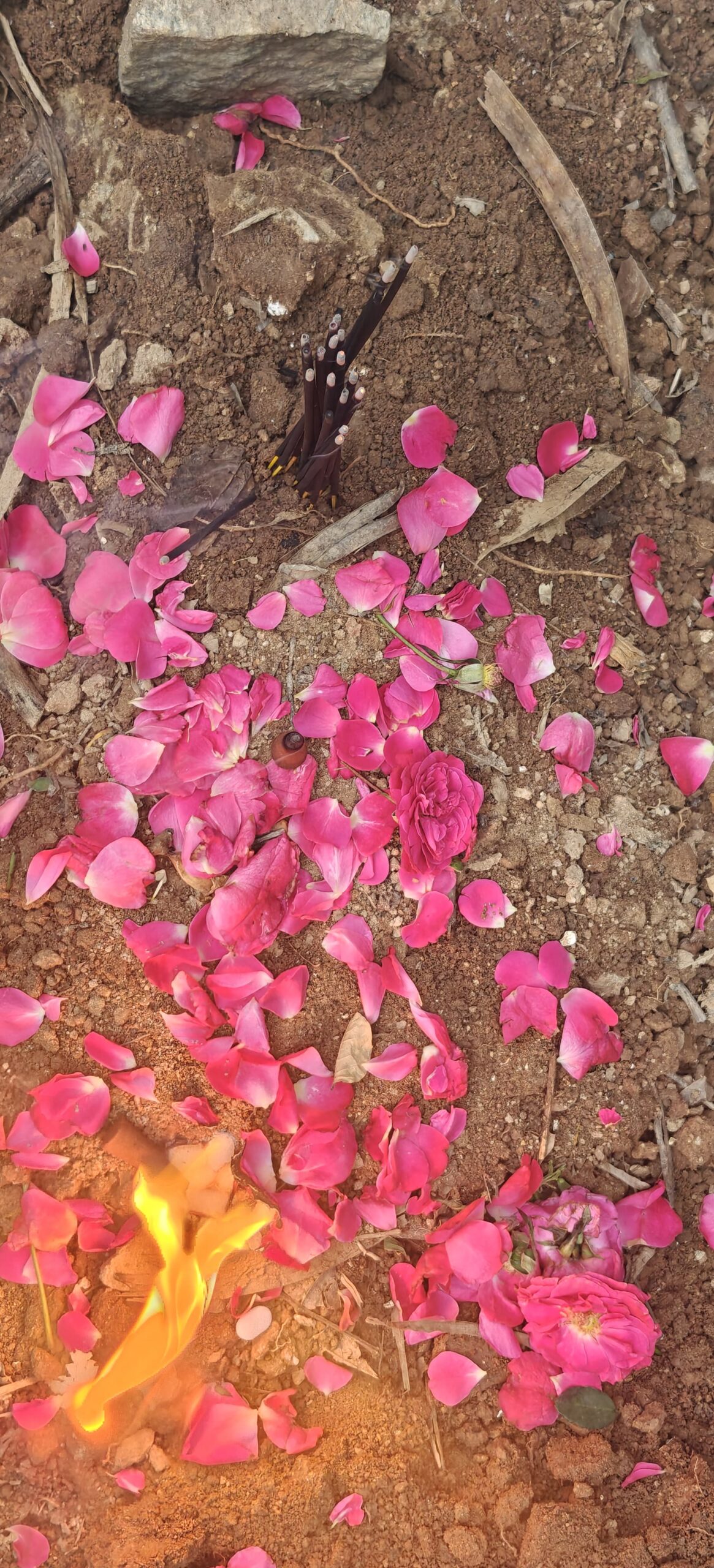 sadguru dog & cat cremation funeral services bengaluru