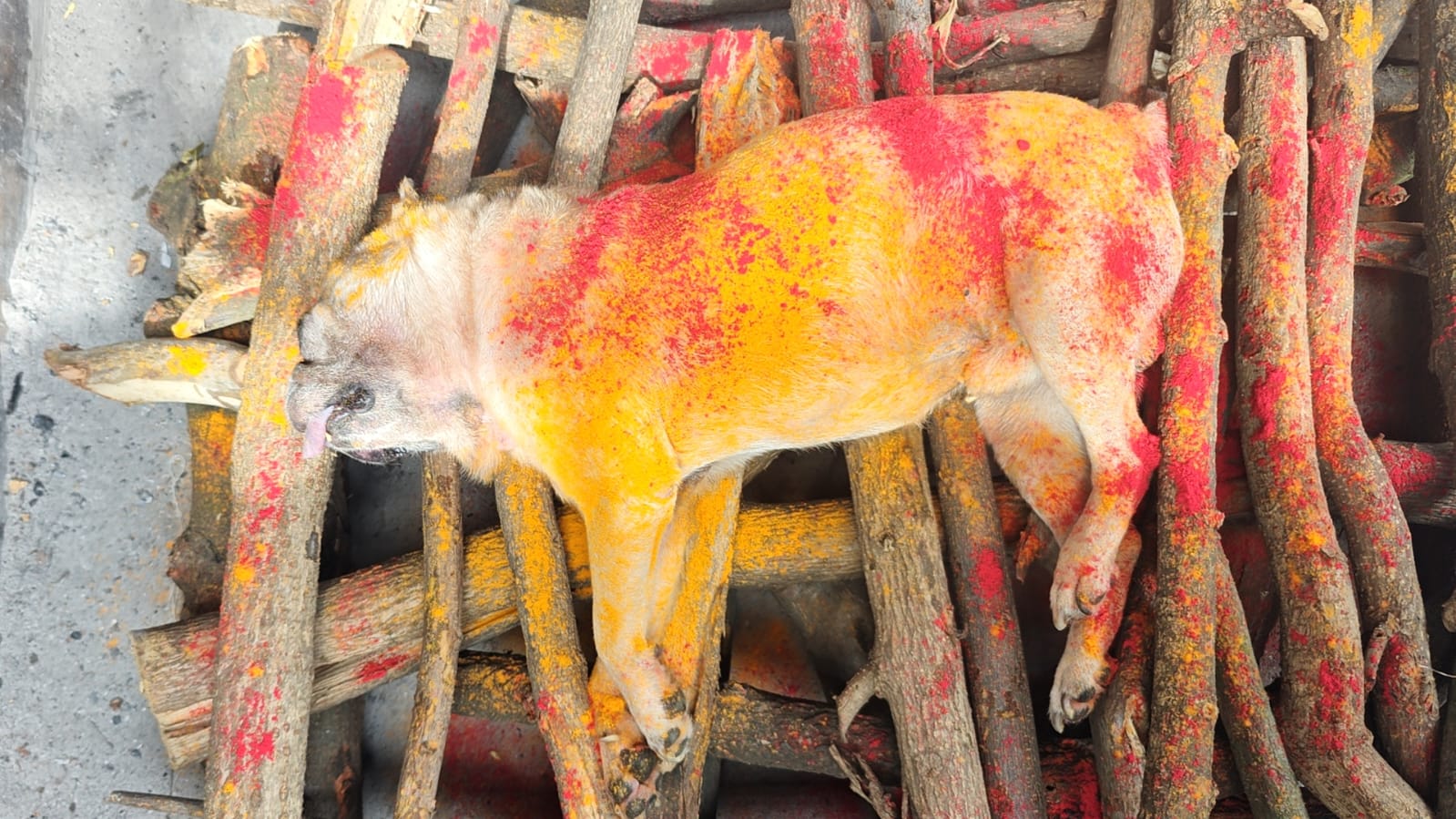 sadguru pet funeral services in bengaluru